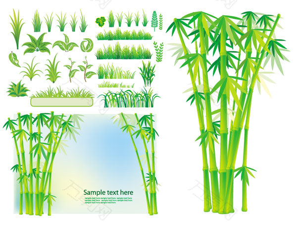 竹子植物小草