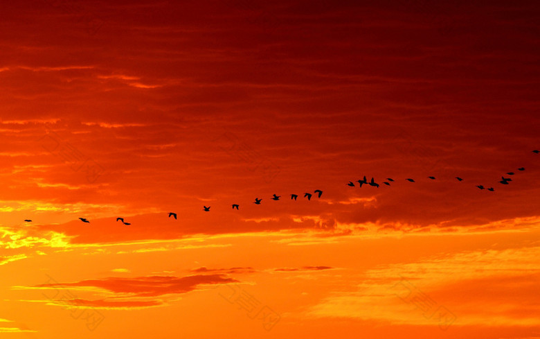 群鸟穿梭于橙色的天空
