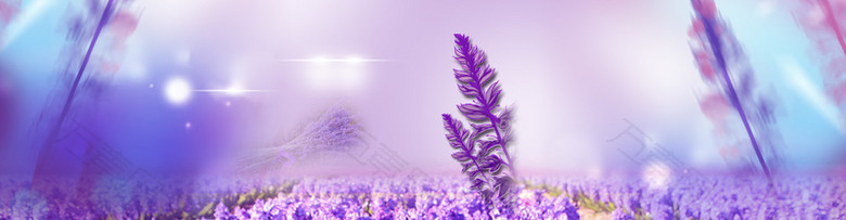紫色花海banner背景