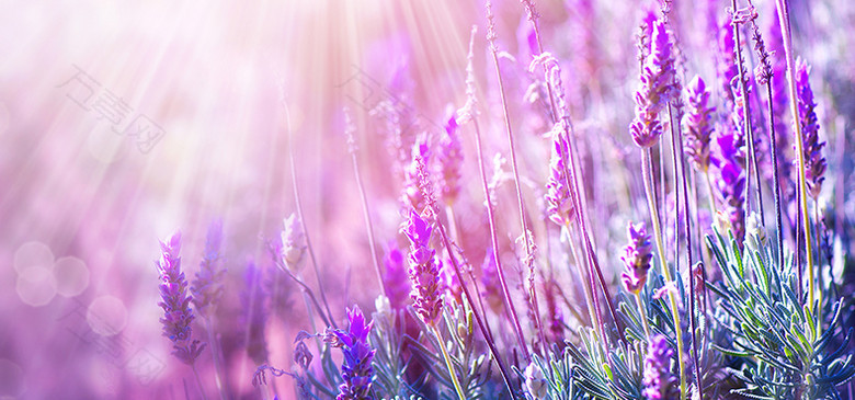 紫色浪漫熏衣草背景