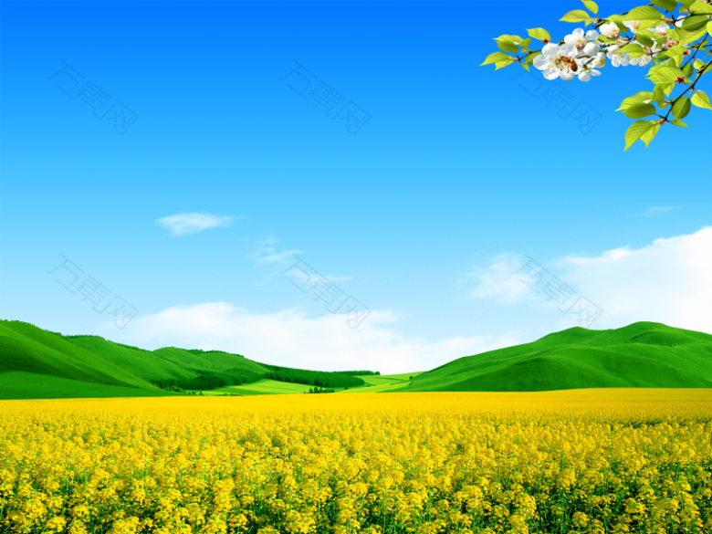 蓝天白云风景金色油菜花山川风景背景素材