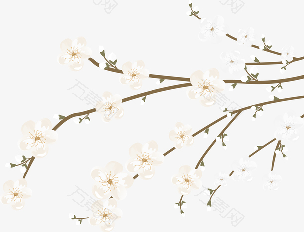 矢量白色花朵和树枝