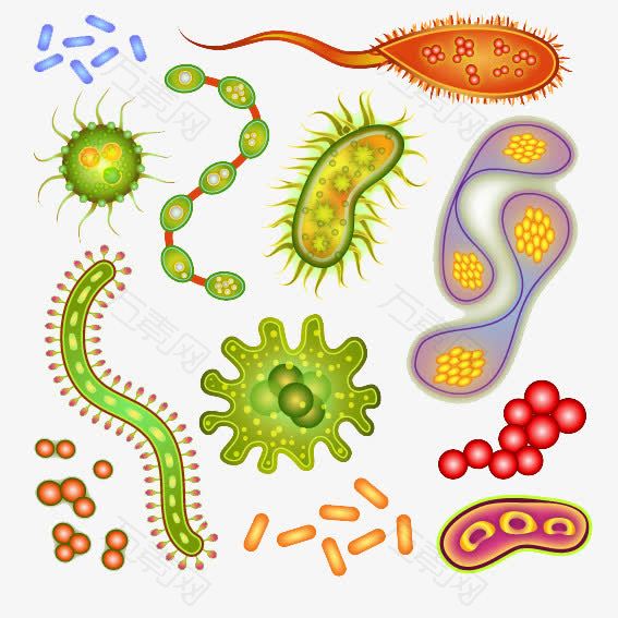 细菌细胞矢量图