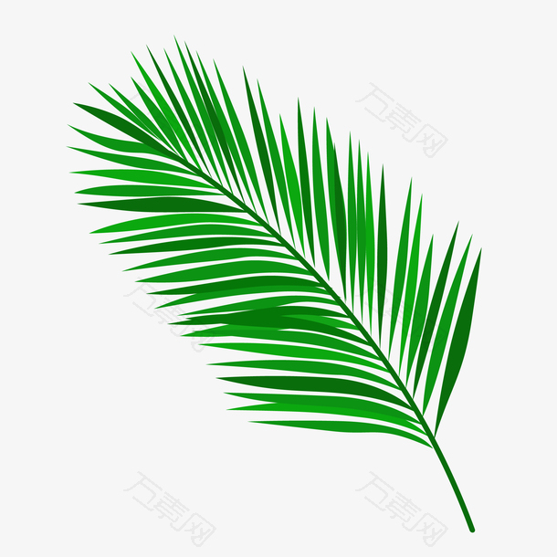 矢量手绘绿色棕榈树叶