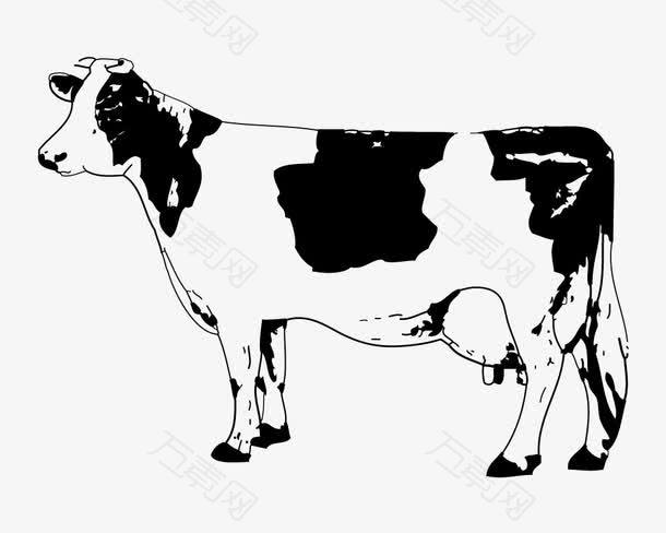 素描奶牛
