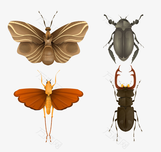 4款创意昆虫设计矢量