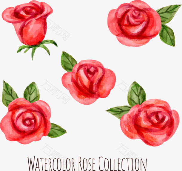 5款水彩绘红玫瑰