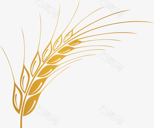 矢量图金色的麦子