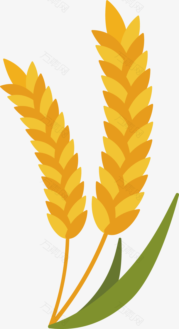 矢量图小麦绿叶植物