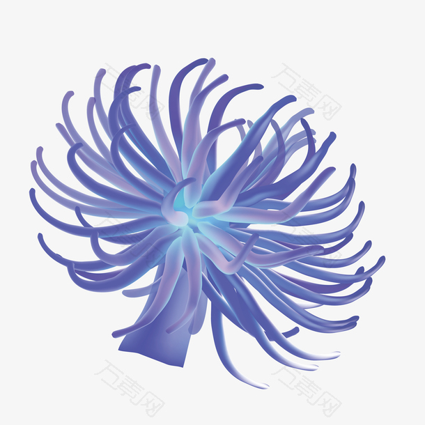 蓝色海葵