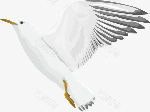 白鸽飞翔动物手绘矢量