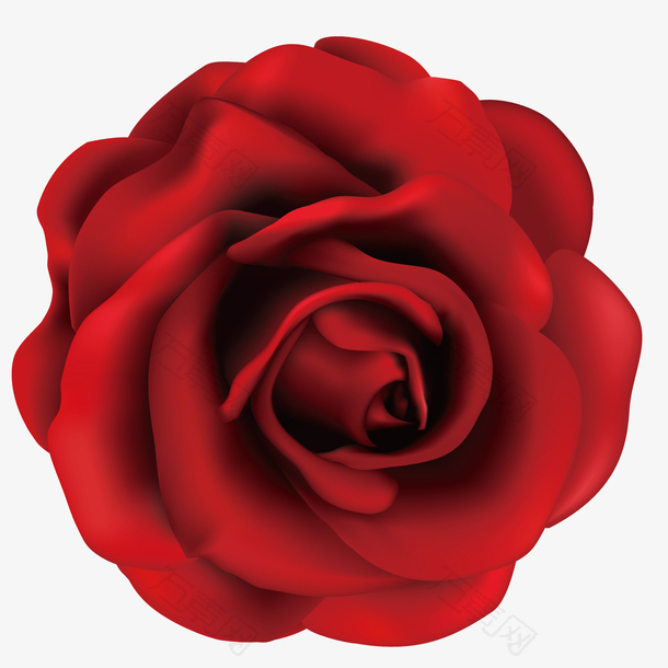 精美红玫瑰