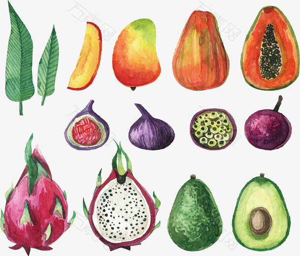 精美的彩绘水果蔬菜矢量图