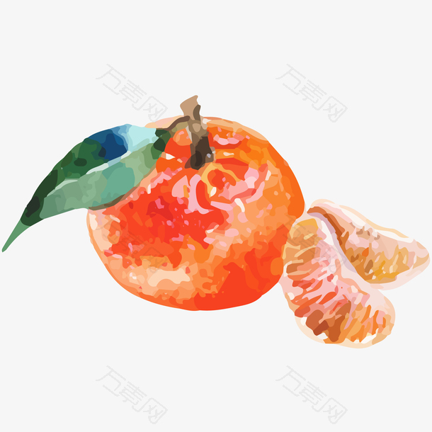 新鲜橘子水彩插画