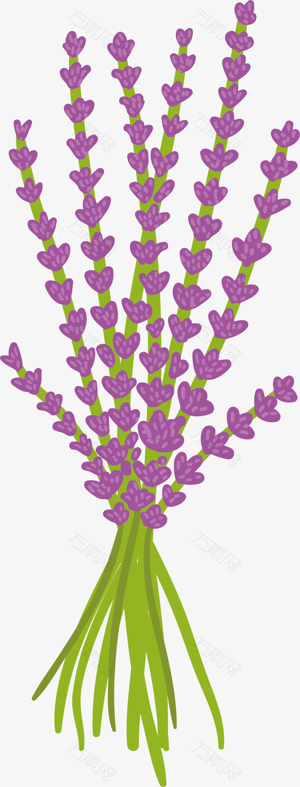 紫色薰衣草花束矢量