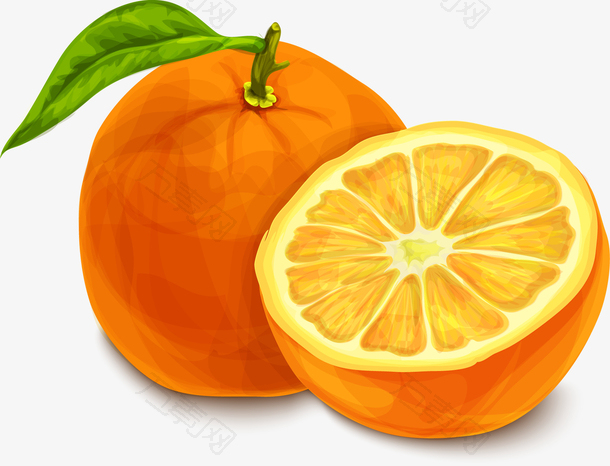 矢量手绘新鲜橙子