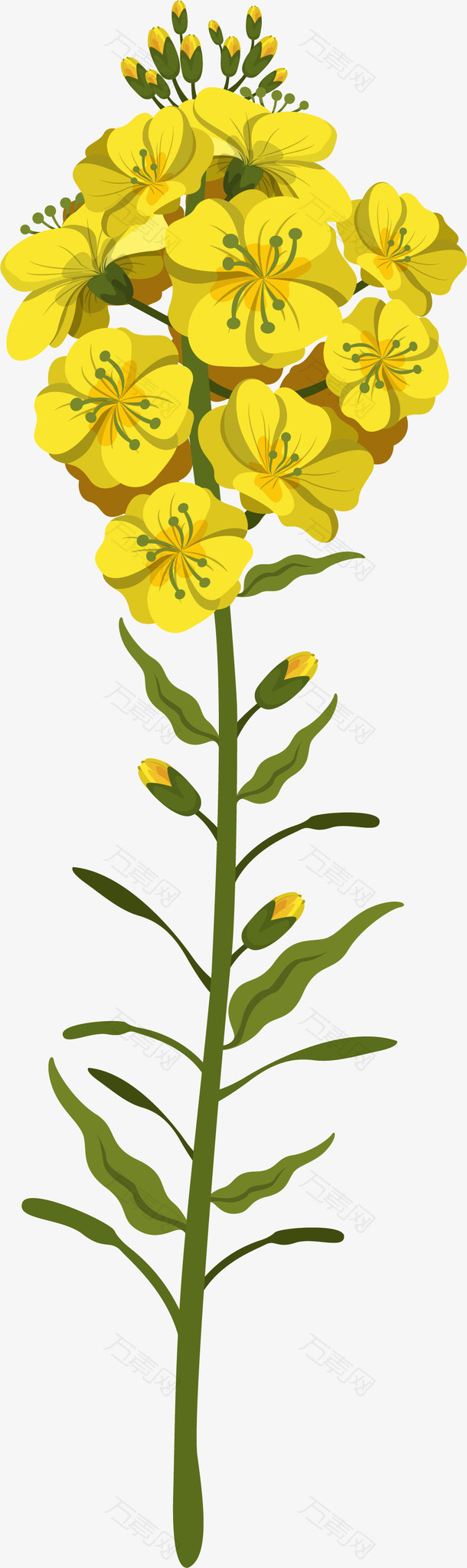 盛开的矢量黄色油菜花
