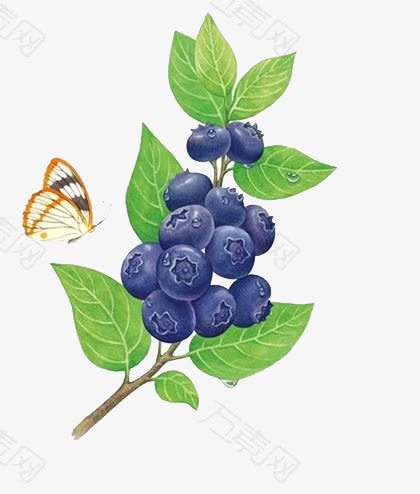 蝴蝶与蓝莓