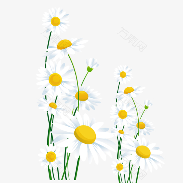 重阳节白色色菊花朵装饰免下载