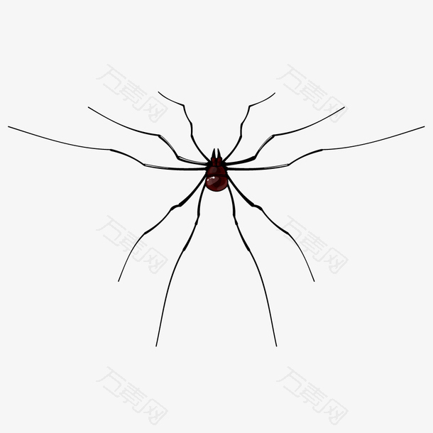 简约蜘蛛昆虫图片