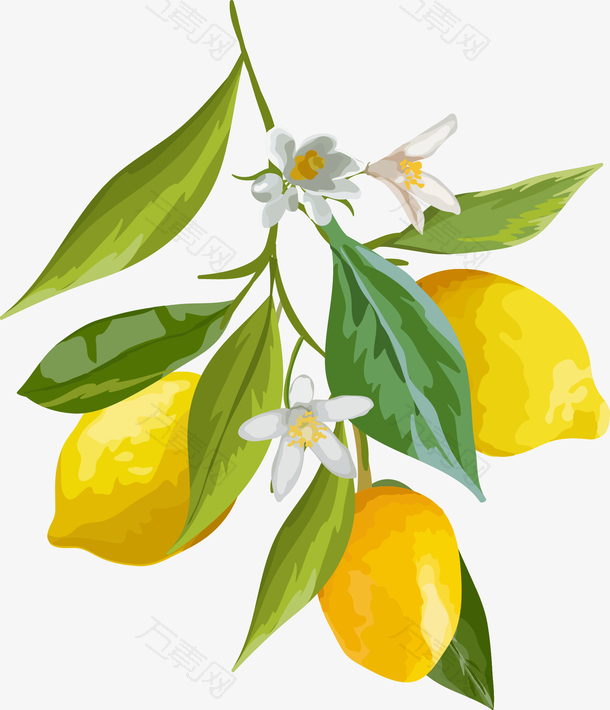 卡通柠檬白色花朵树叶矢量图