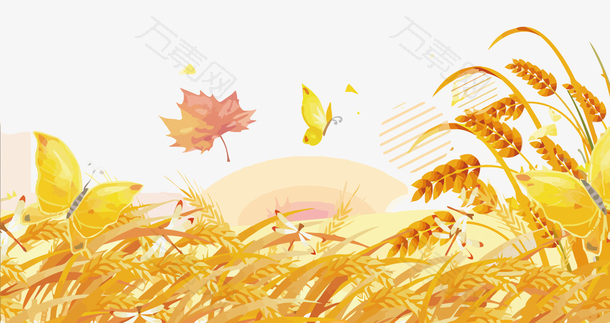 金黄的麦穗和落叶