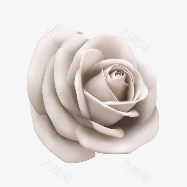 矢量白色玫瑰