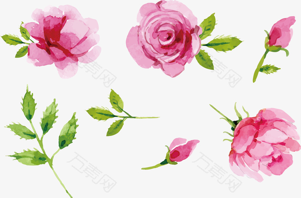 彩绘的粉红色玫瑰矢量图