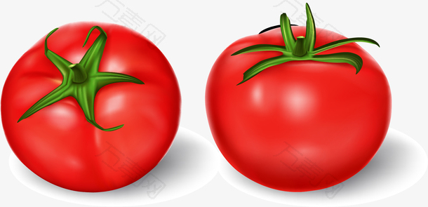 矢量手绘西红柿