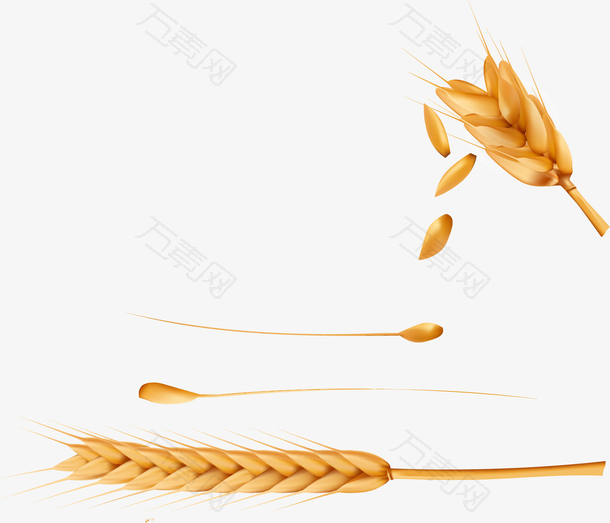 矢量手绘小麦