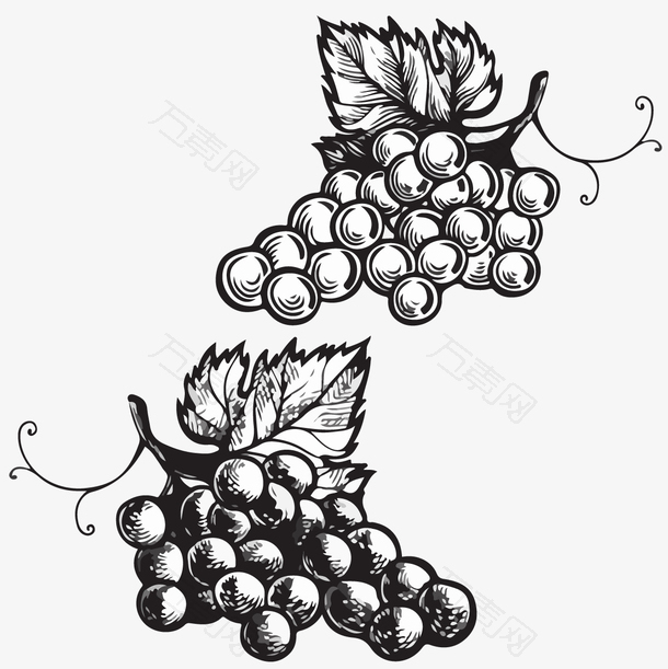 两串手绘的黑白葡萄