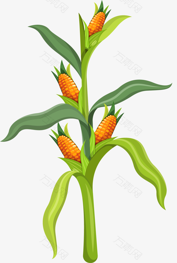 生长的矢量卡通玉米