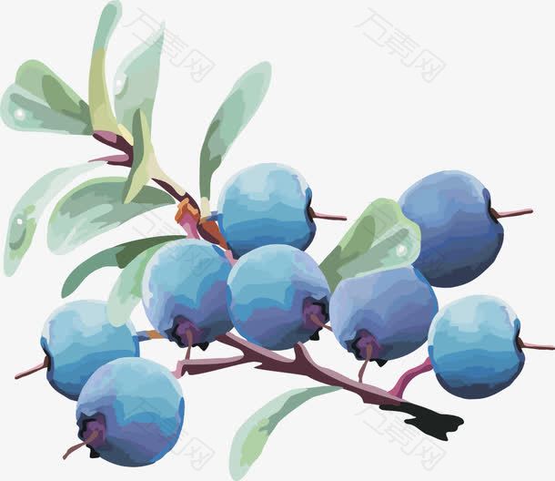 水果矢量图灯笼果蓝莓蓝莓