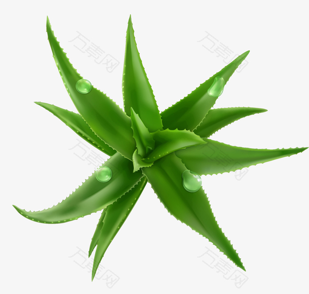 绿色芦荟植物
