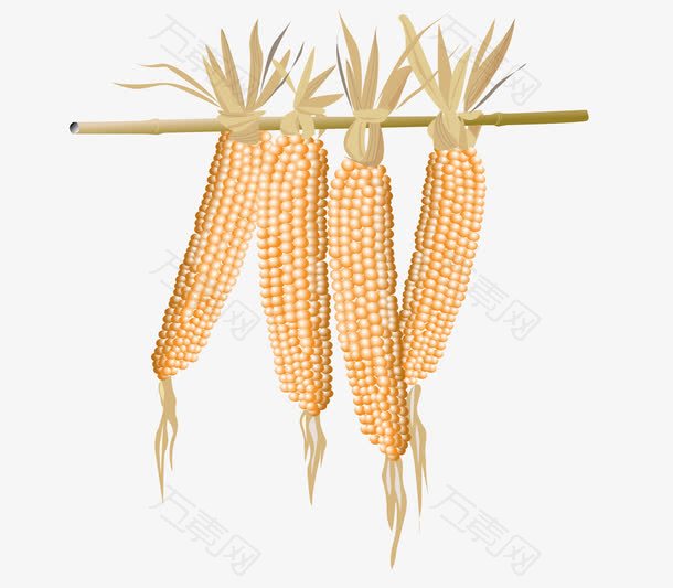 剖开的玉米和玉米杆子