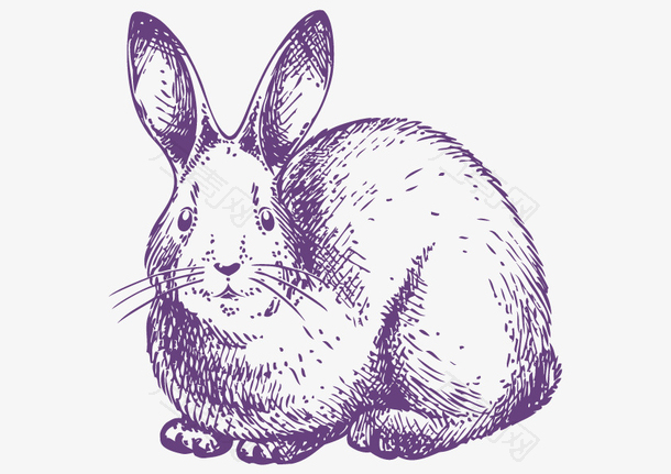 矢量紫色兔子