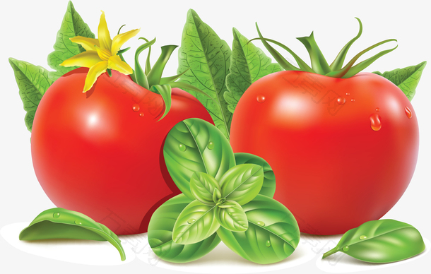 精美有机蔬菜西红柿