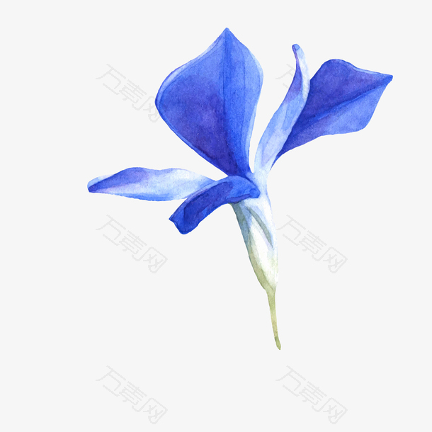 一朵手绘的蓝色兰花