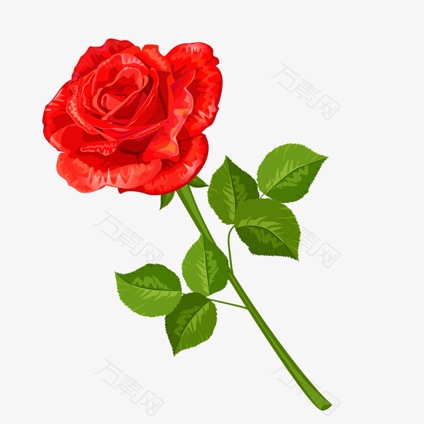 娇艳欲滴的红色玫瑰花