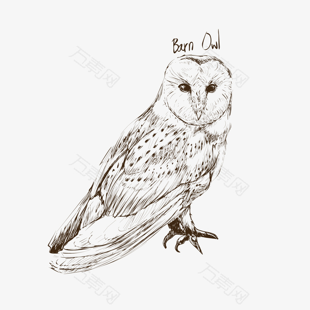 矢量Barn Owl