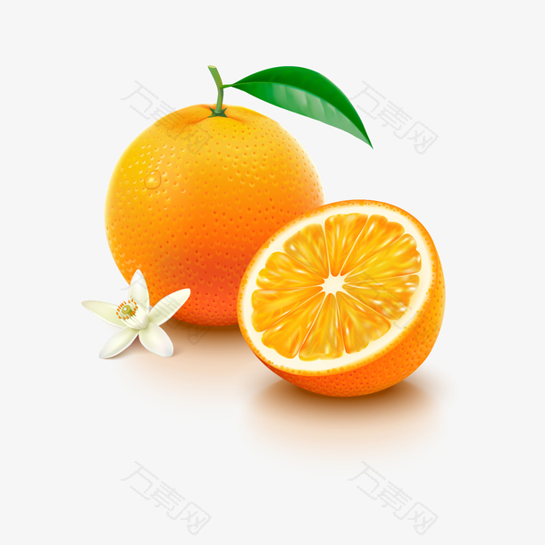 精美写实橙子