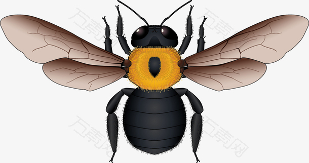 黄黑相间蜜蜂矢量素材