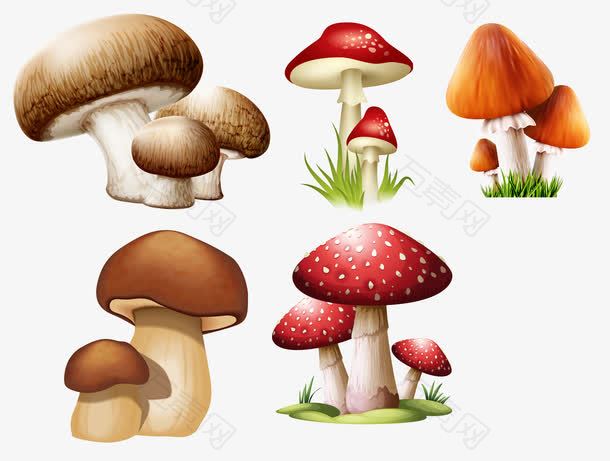 矢量蘑菇素材