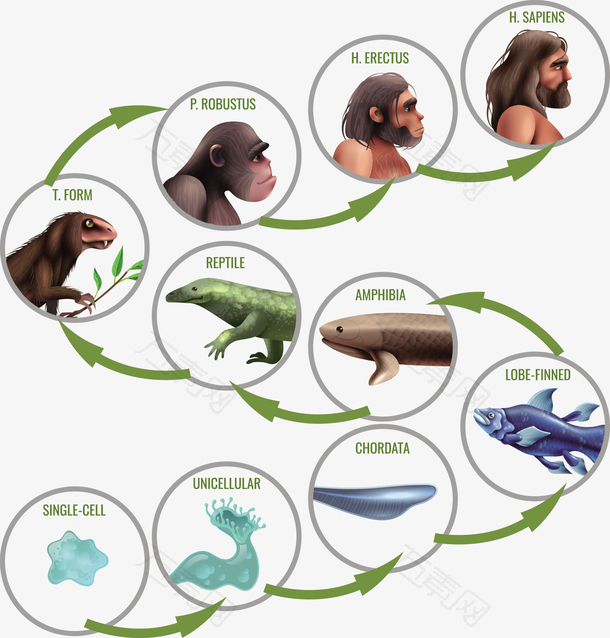 矢量人鱼进化插画