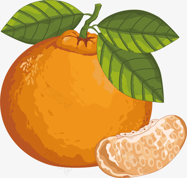矢量图水彩橙色橘子