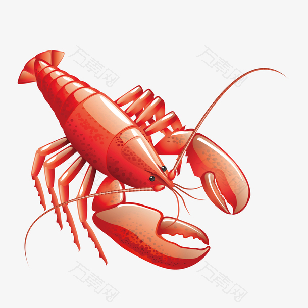 矢量手绘生鲜红色大龙虾美味食物