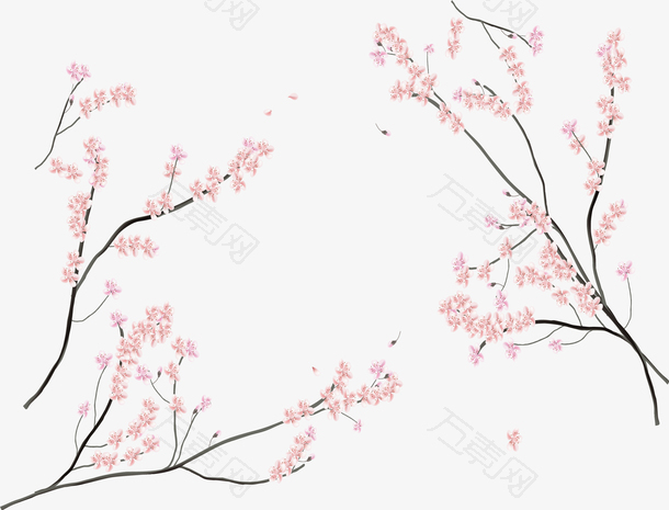 日本樱花节樱花树枝