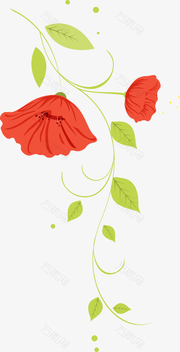 罂粟花植物图