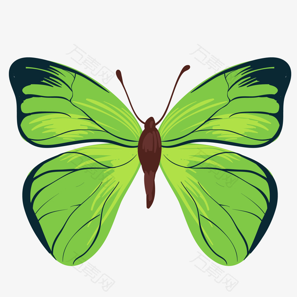 绿色的蝴蝶昆虫设计