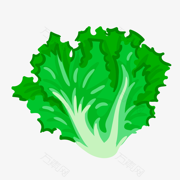 卡通手绘绿色的生菜叶